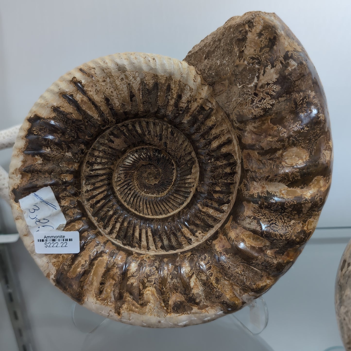 Ammonite