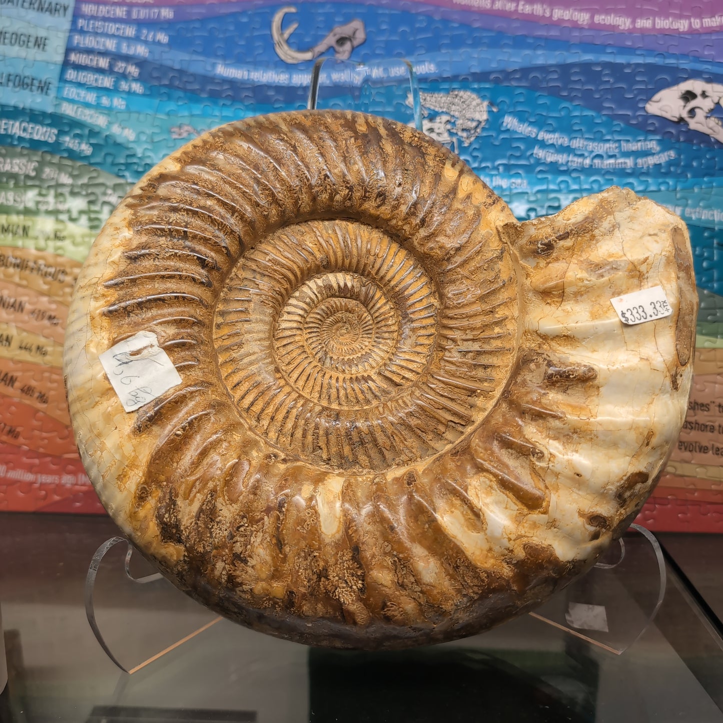 Ammonite