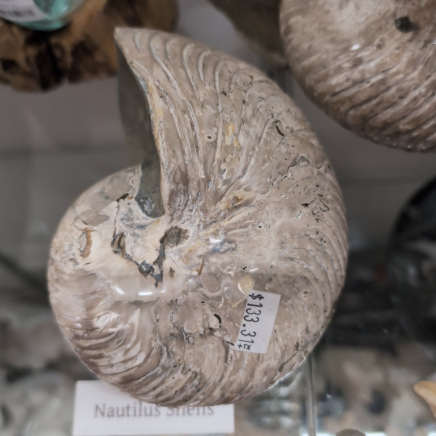 Ammonite