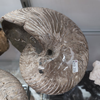 Ammonite