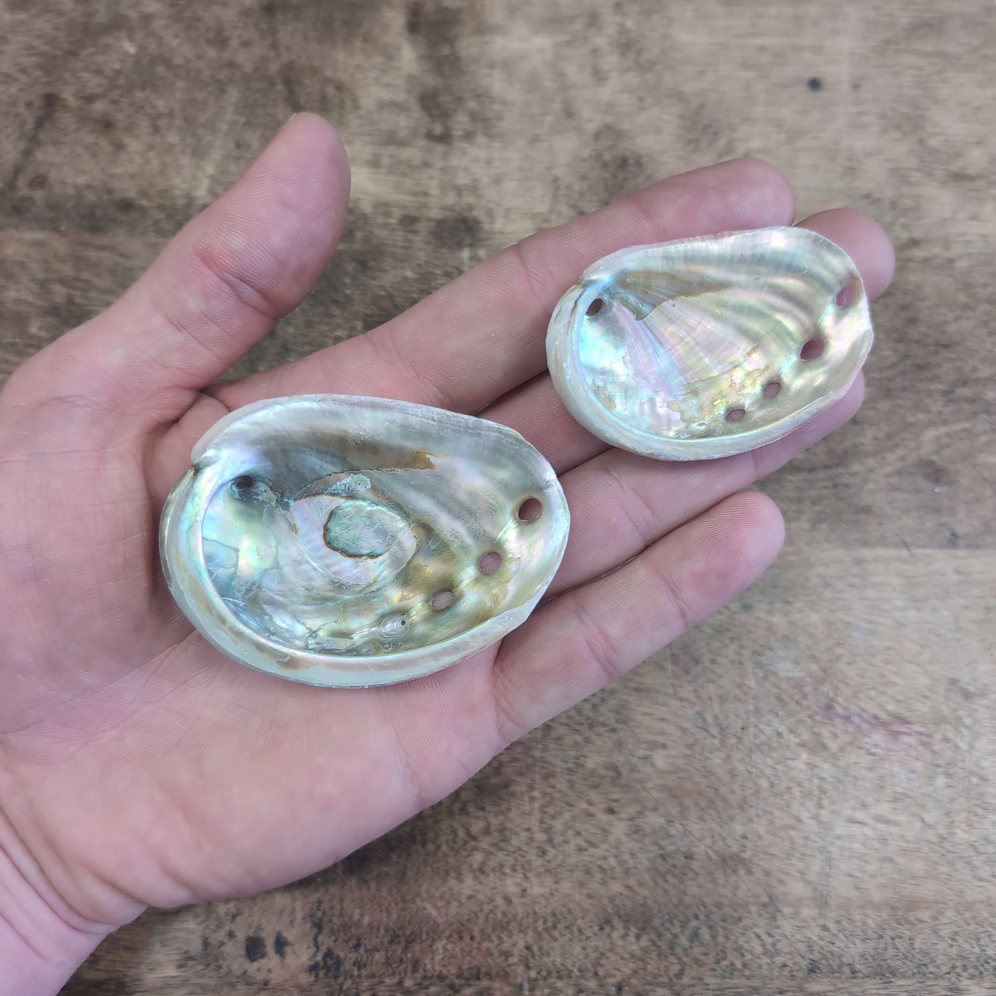 Abalone Shell