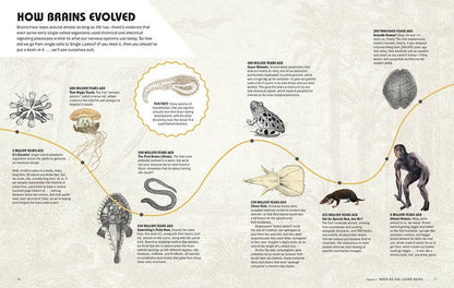 Brains Explained: How They Work & Why They Work that Way