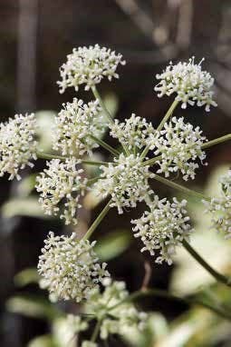 Foraging Florida: Finding Identifying and Preparing Wild....