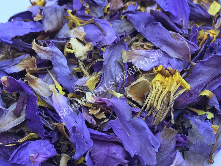 Blue Lotus, Deep Purple Thai, Petals and Stamens