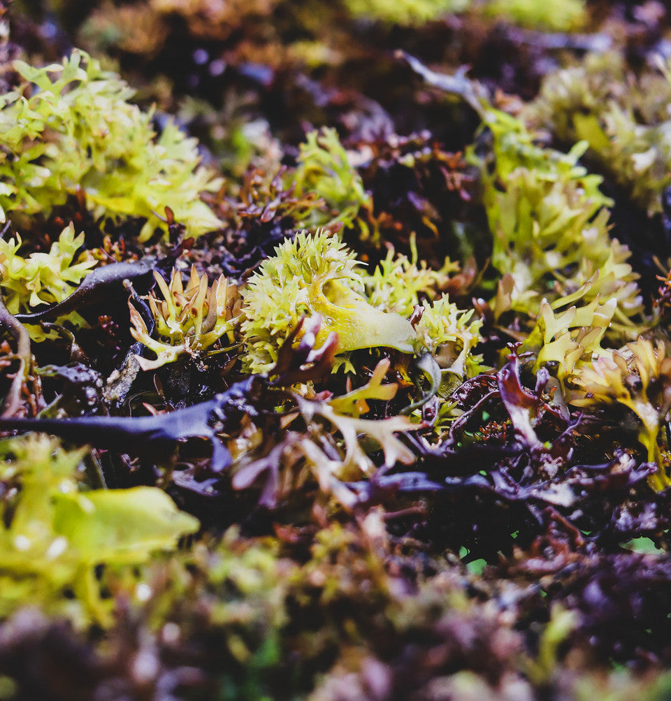 Irish Moss Cut & Sifted Organic