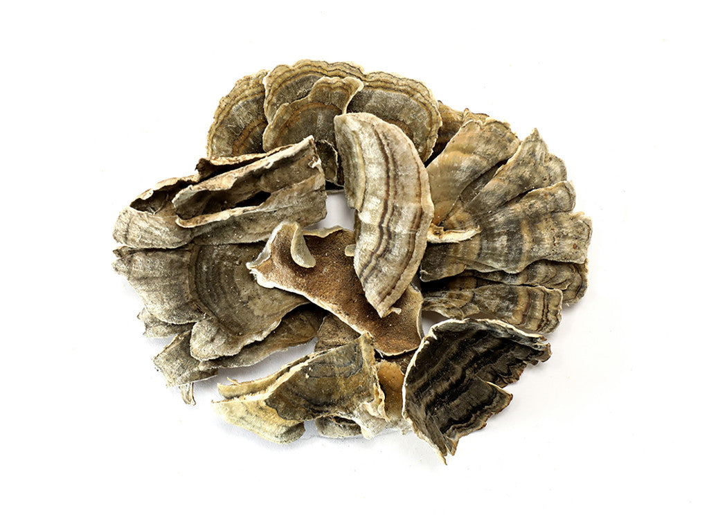 Turkey Tail Mushrooms Organic