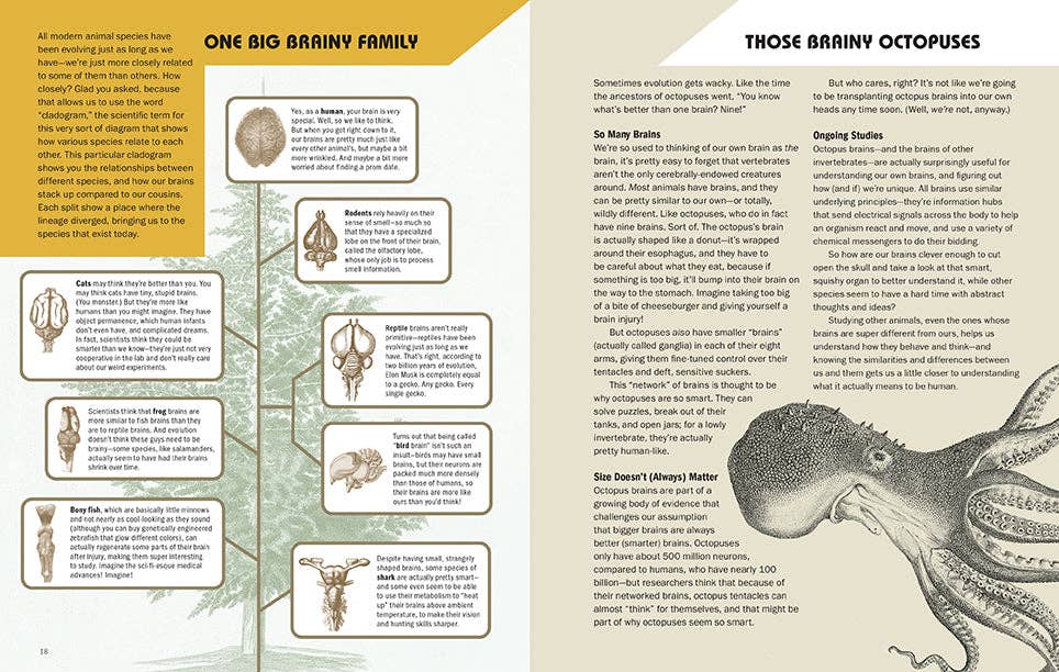 Brains Explained: How They Work & Why They Work that Way