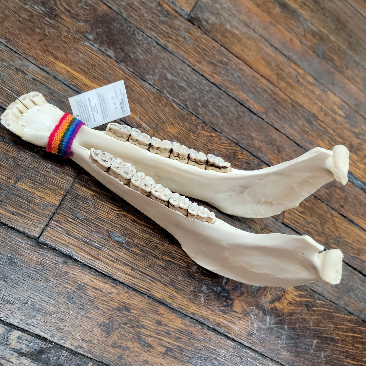 Jaw Bone Rattle Quijada