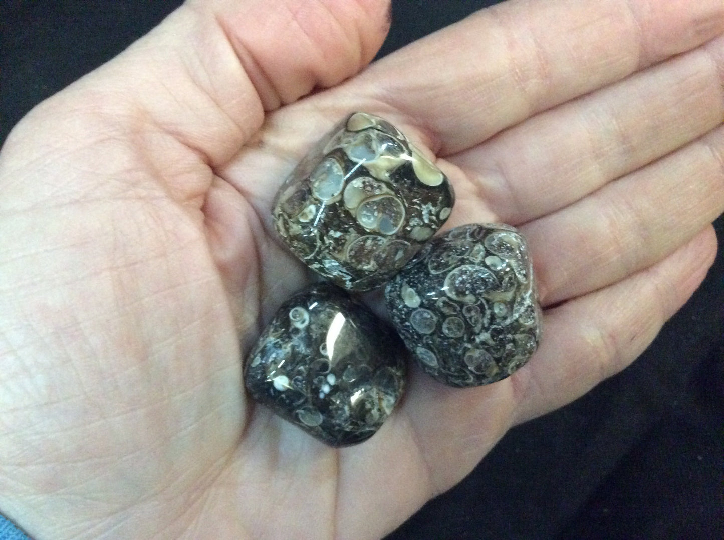 Turritella Agate Tumbled Stone