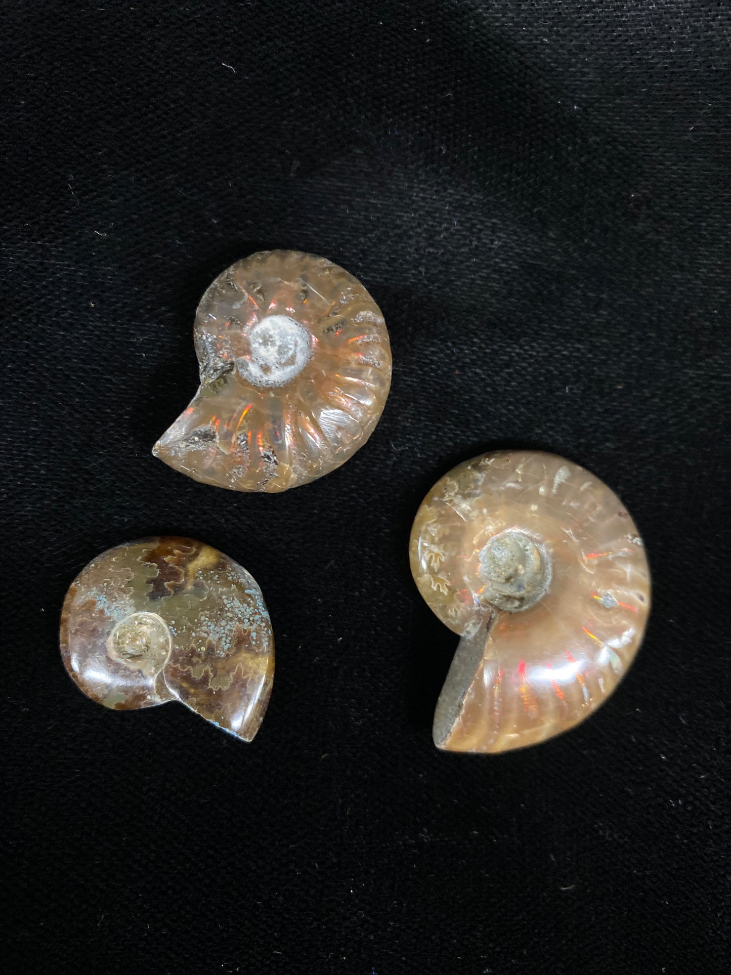 Ammonite