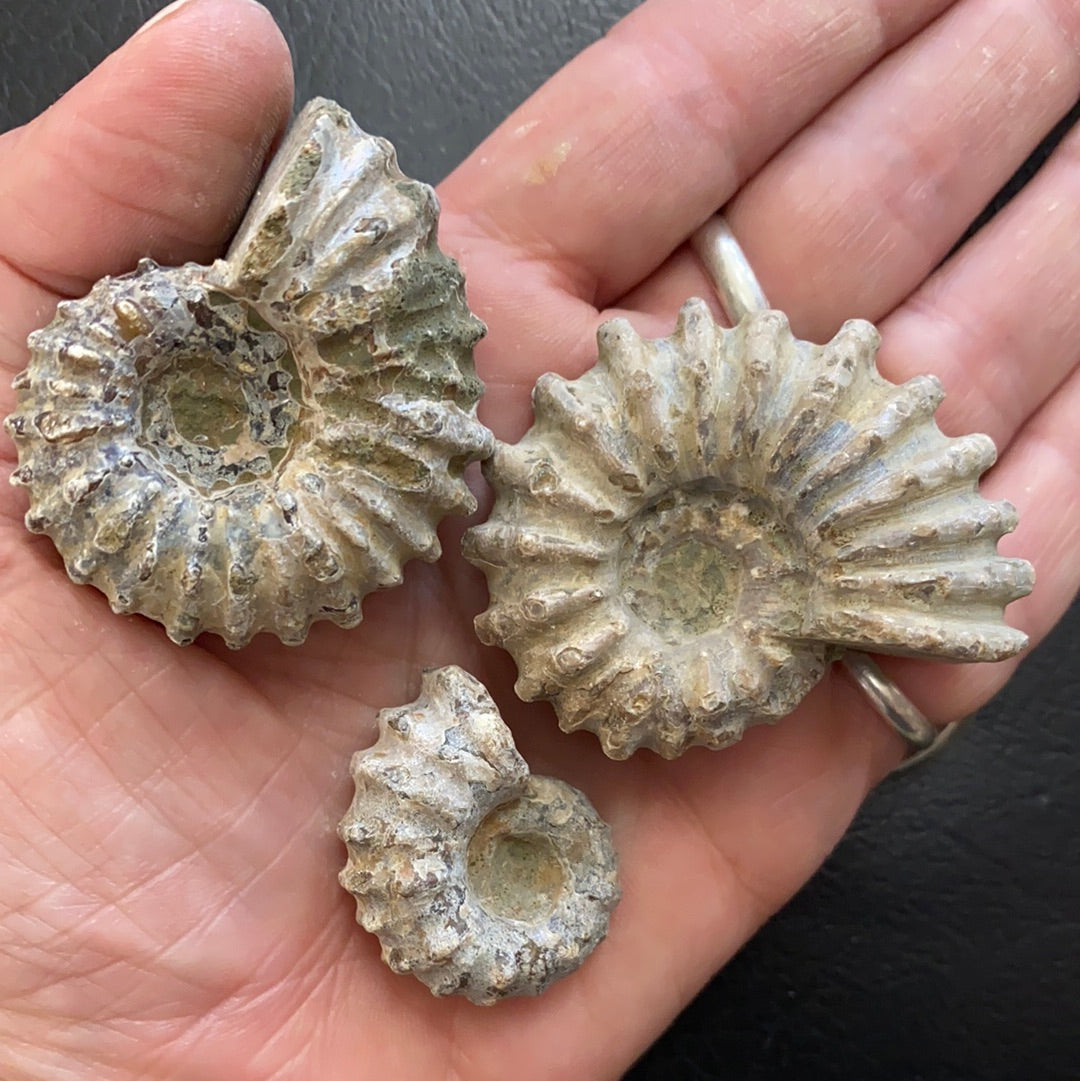 Ammonite