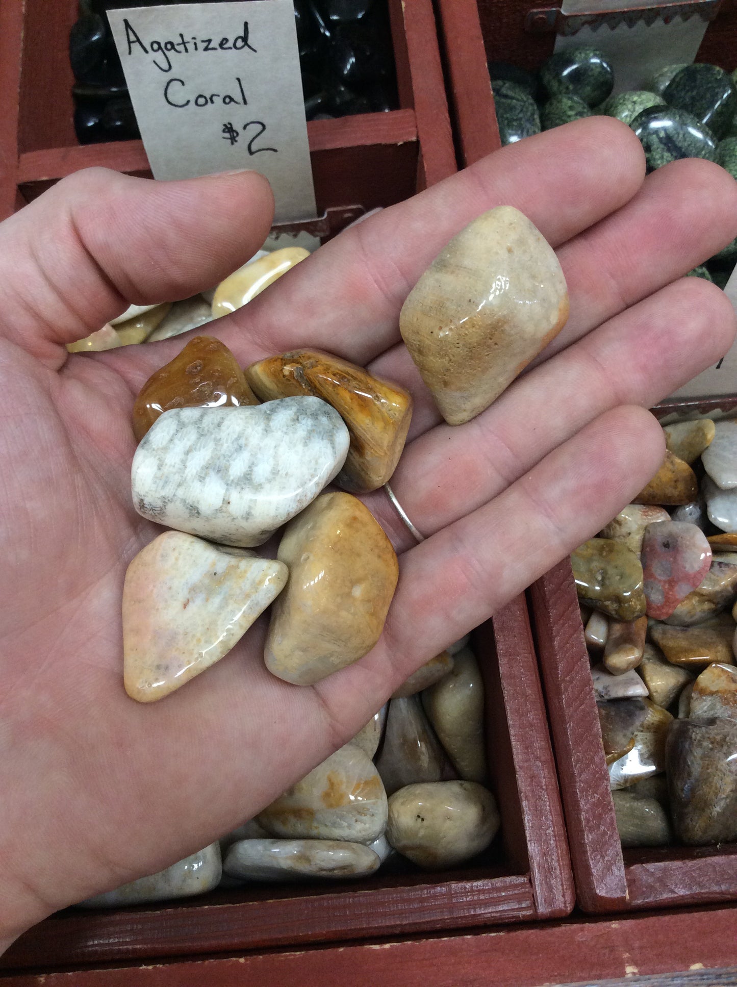 Agatized Fossilized Coral Tumbled