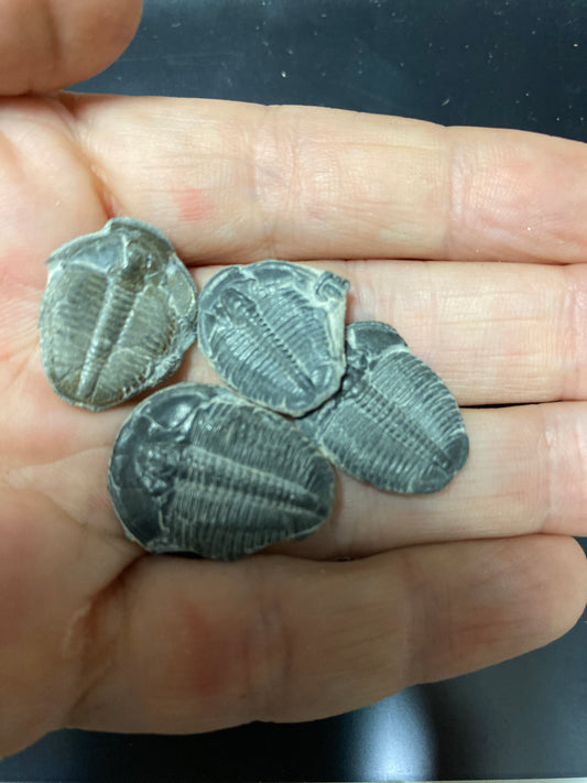 Trilobites