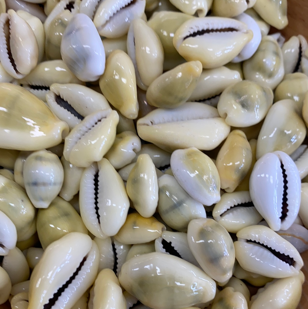 Cowrie Shell