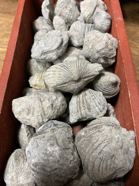 Brachiopods