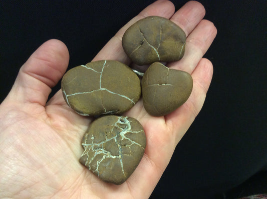 Lake Michigan Beach Rock Septarian Nodule