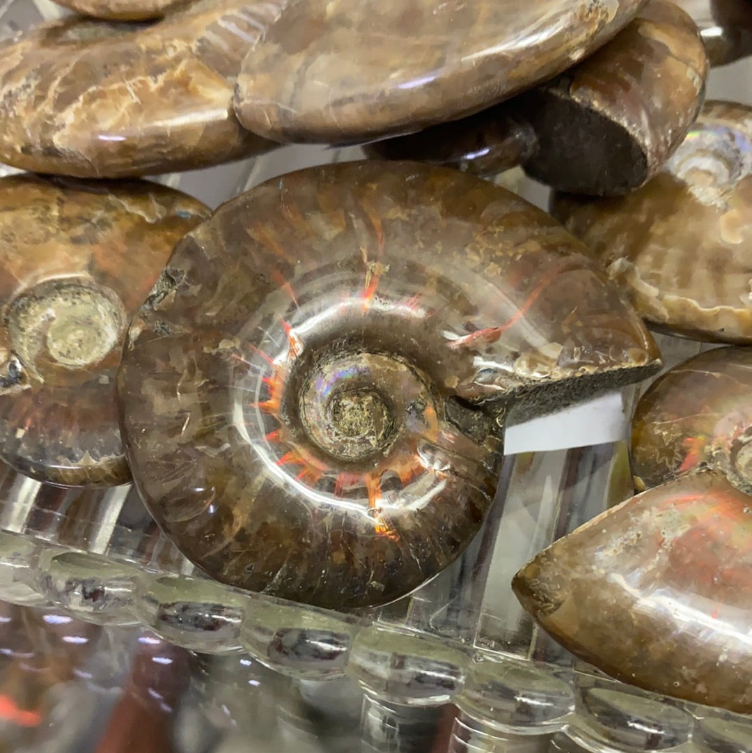 Ammonite