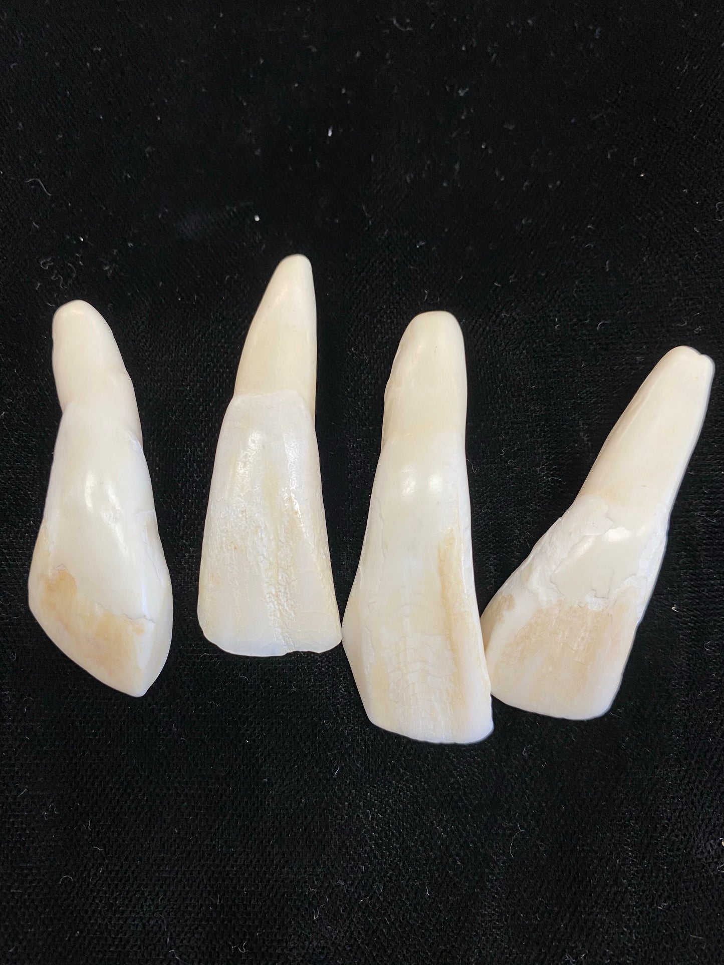 Water Buffalo Tooth