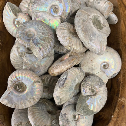 Ammonite